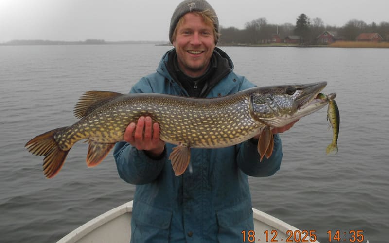 Kapitaler Hecht aus dem Guldborgsund
