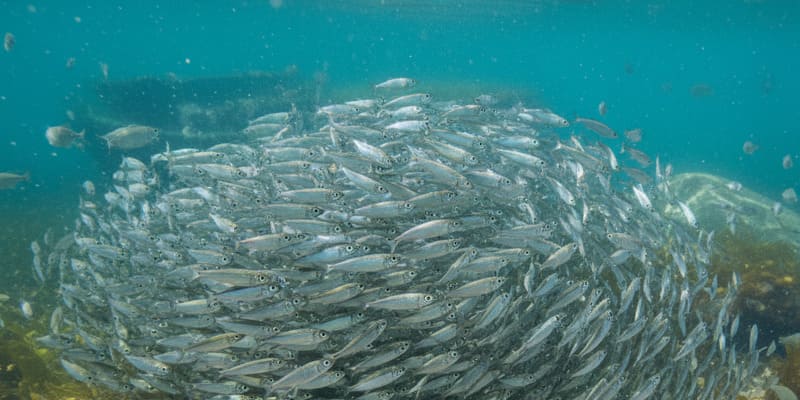 Frisch gefangene Heringe aus dem Guldborgsund