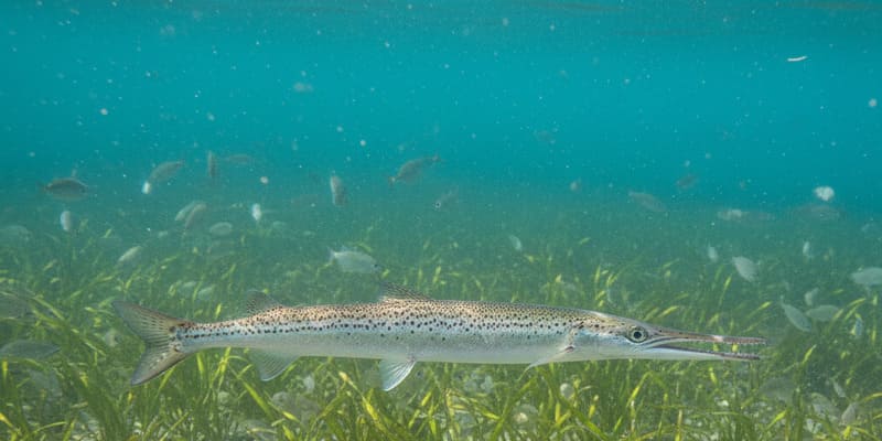 Hornhecht mit charakteristischem langen Schnabel