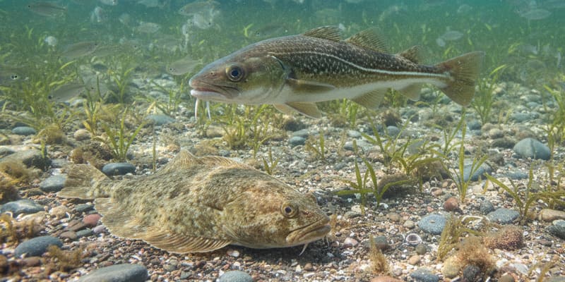 Plattfisch beim Brandungsangeln an der dänischen Küste