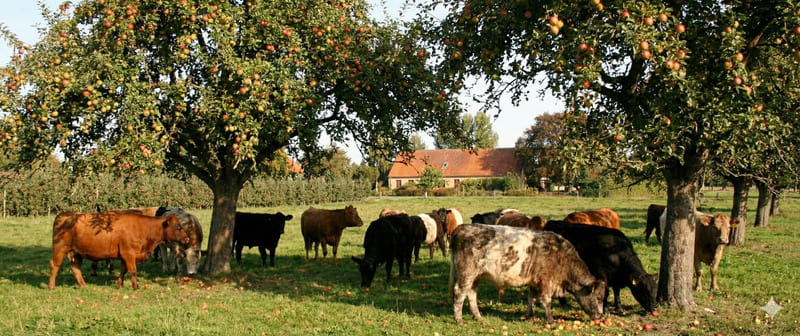 Weidende Rinder unter hochstämmigen Apfelbäumen auf Fejø – der geschlossene ökologische Kreislauf bei Fejø Cider mit biodynamischer Bewirtschaftung